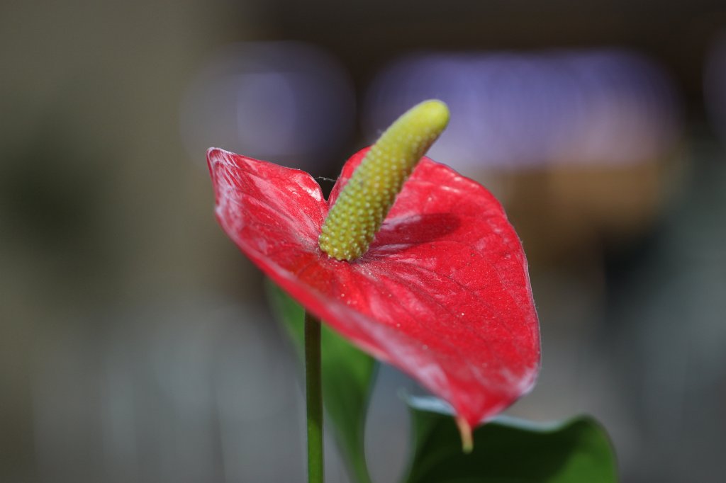 IMG_9003.JPG - Flower