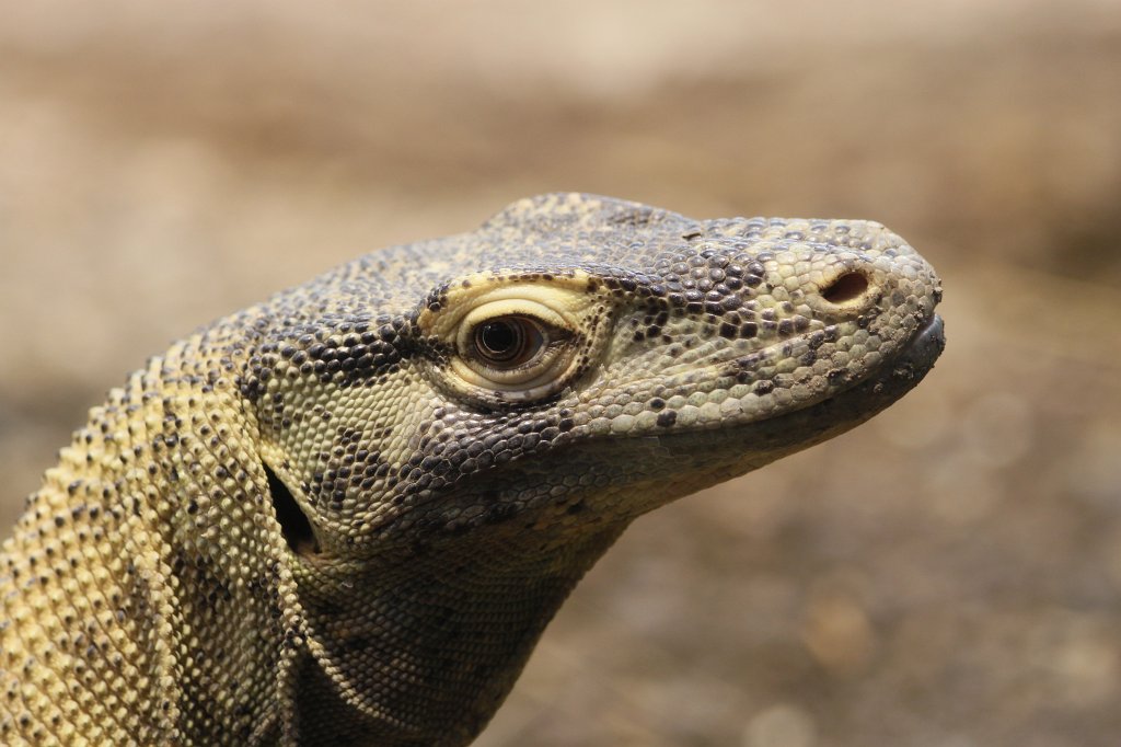IMG_9169.JPG -  Komodo dragon  ( Komodowaran )