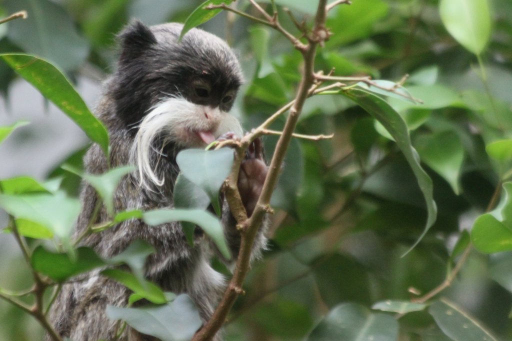 IMG_9170.JPG -  Emperor tamarin  ( Kaiserschnurrbarttamarin )