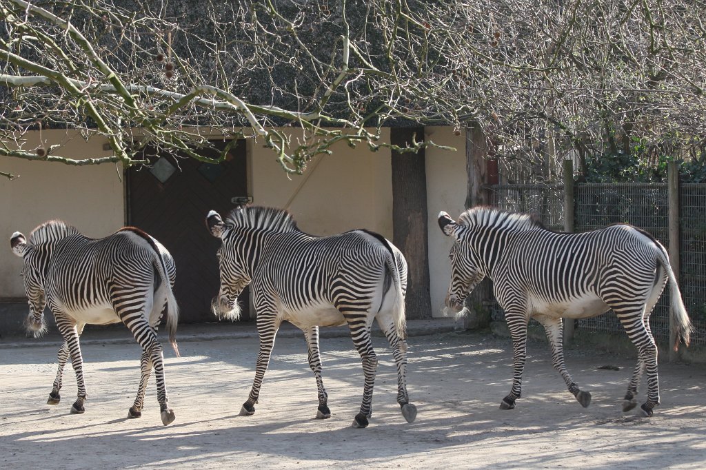 IMG_9193.JPG -  Grévy's zebra  ( Grévyzebras )