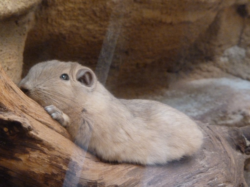 P1110500.JPG -  Gundi 