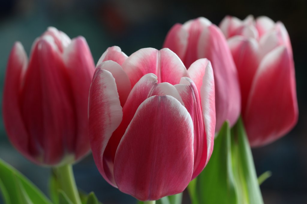 IMG_8752.JPG -  Tulips 