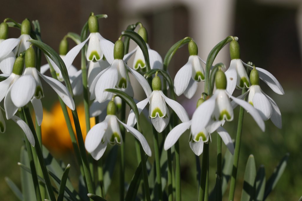 IMG_9081.JPG -  Snowdrop  ( Schneeglöckchen )