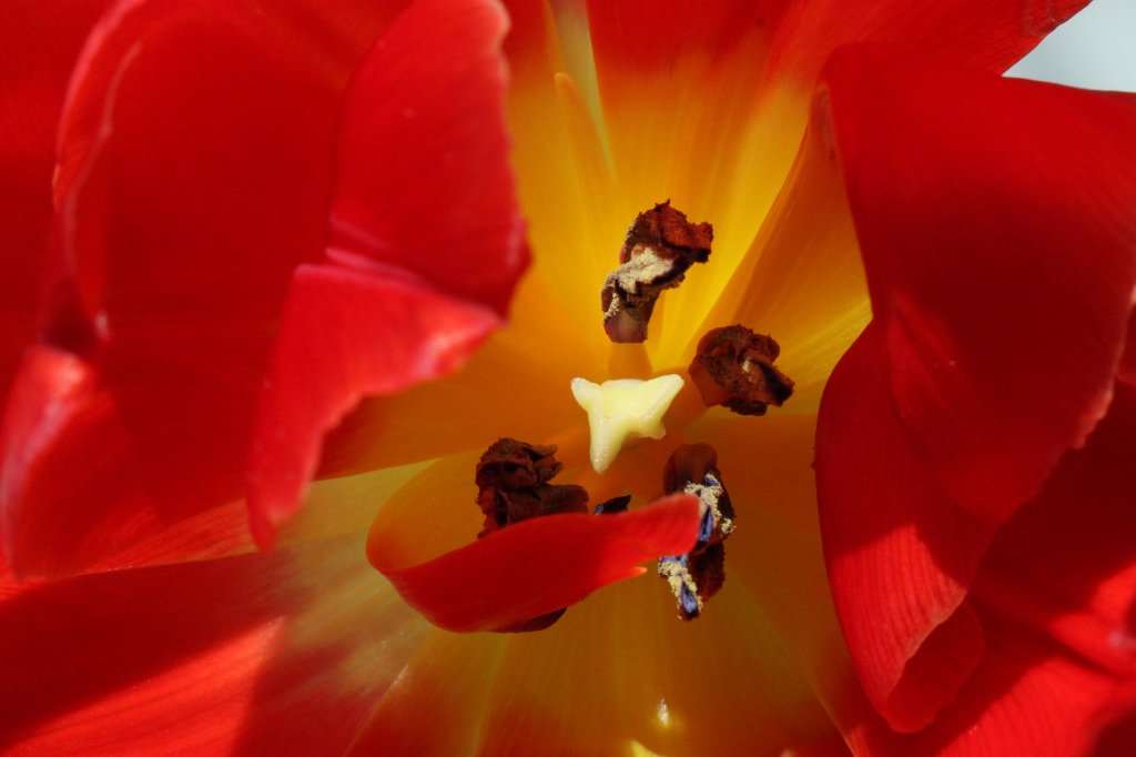 IMG_9226.JPG - Tulip