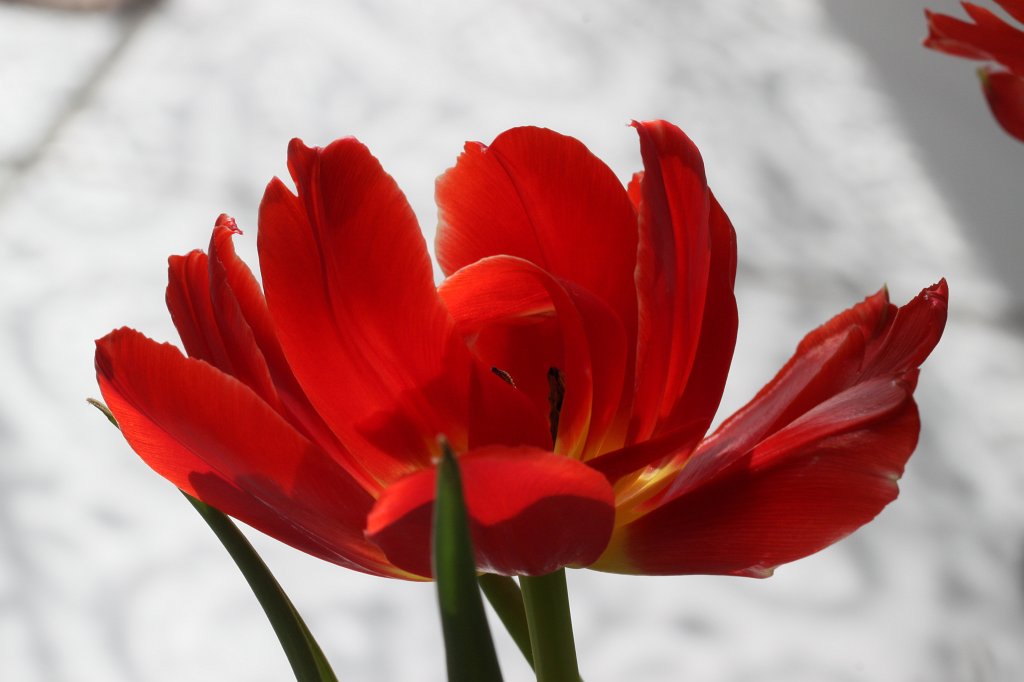 IMG_9228.JPG - Tulip