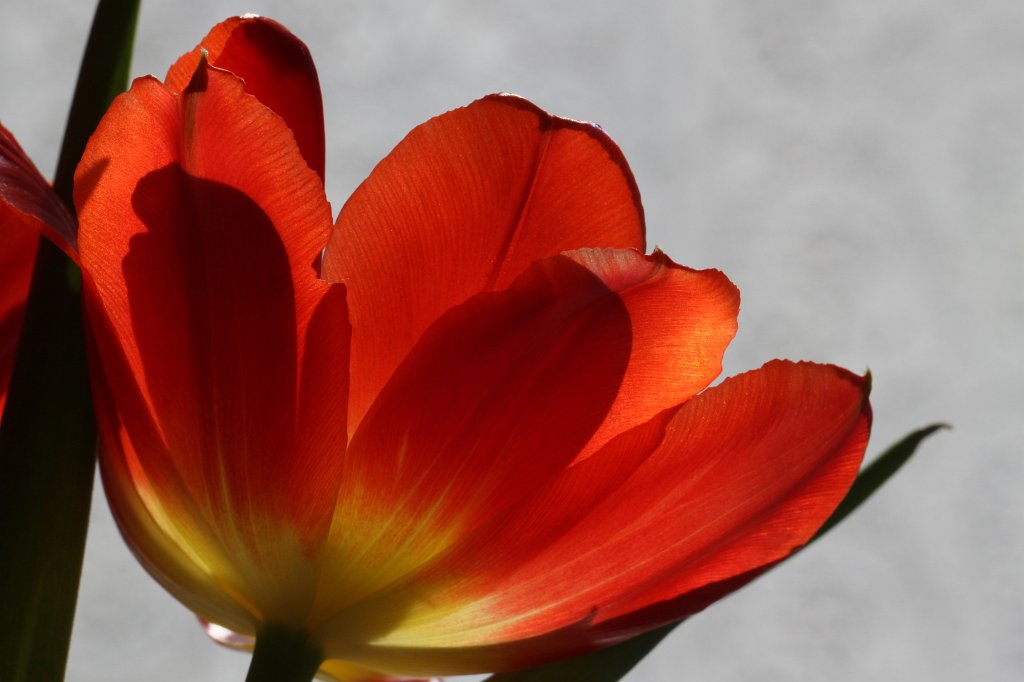 IMG_9231.JPG - Tulip