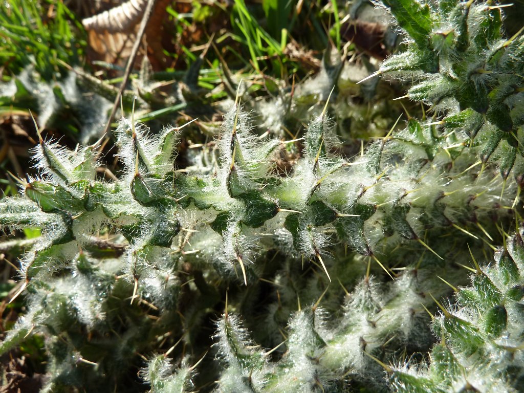 P1110559.JPG - Prickles