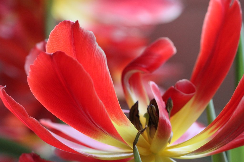 IMG_9246.JPG - Red and yellow tulip