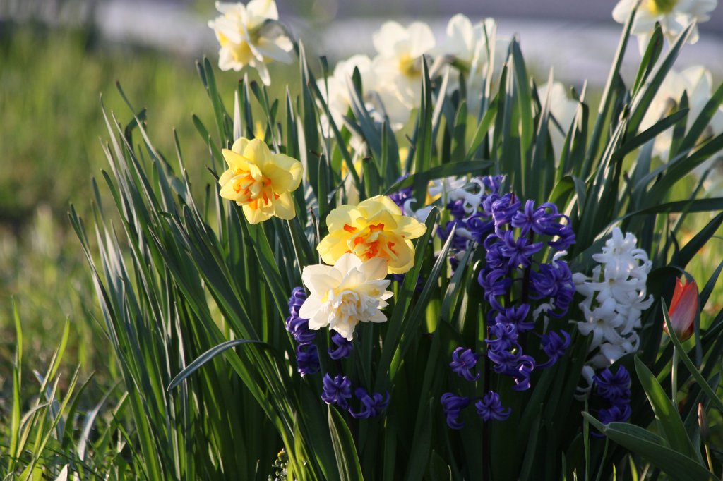 IMG_9250.JPG - Flowers