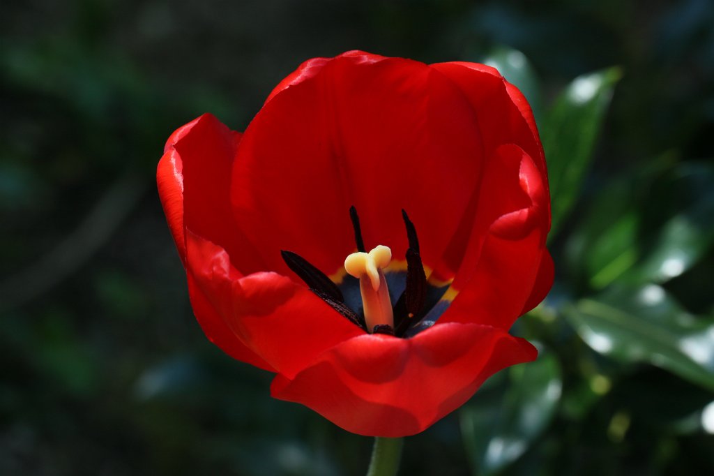 IMG_9303.JPG -  Tulip 