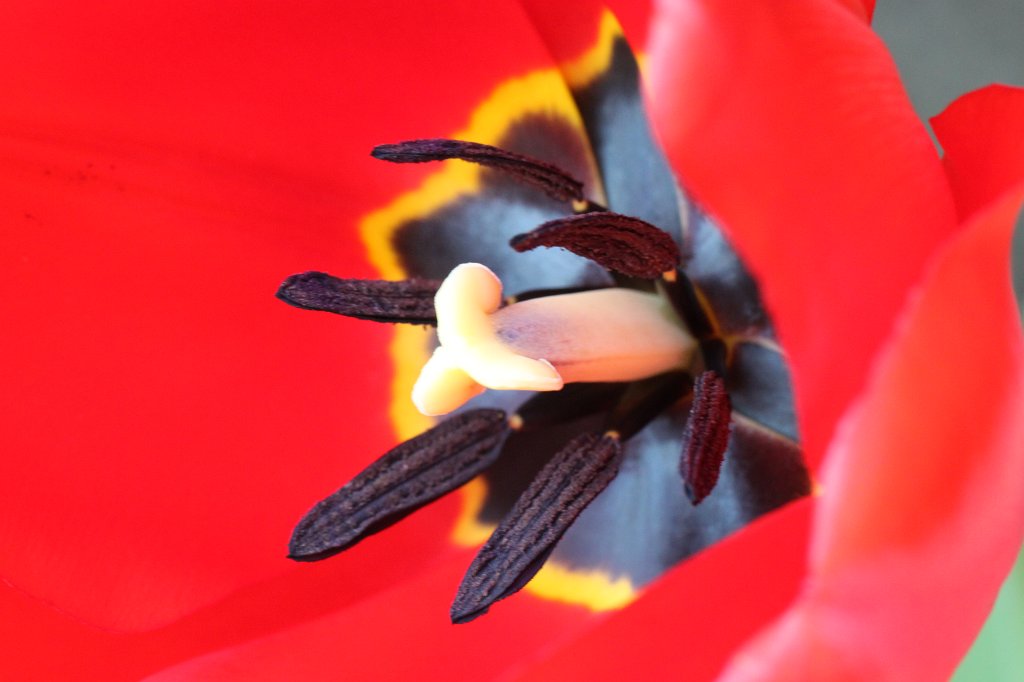 IMG_9315.JPG -  Tulip 