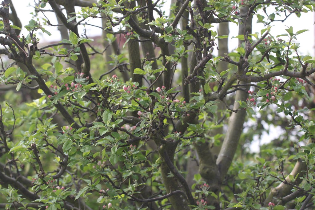 IMG_9660.JPG - Apfelbaumknospen