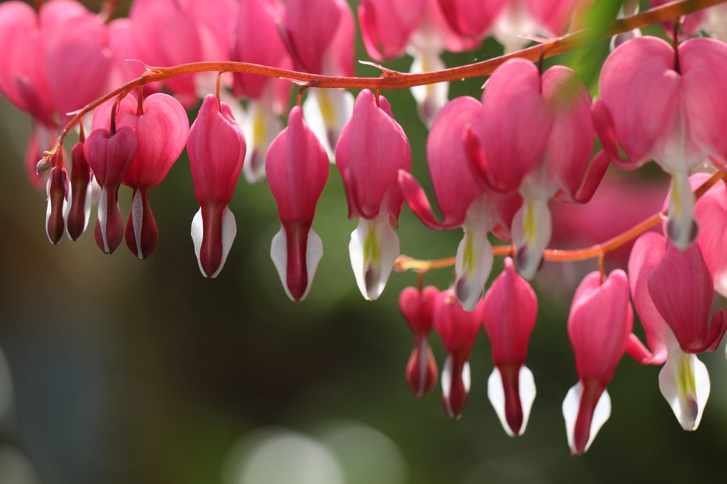 IMG_9675.JPG -  Bleeding Heart 