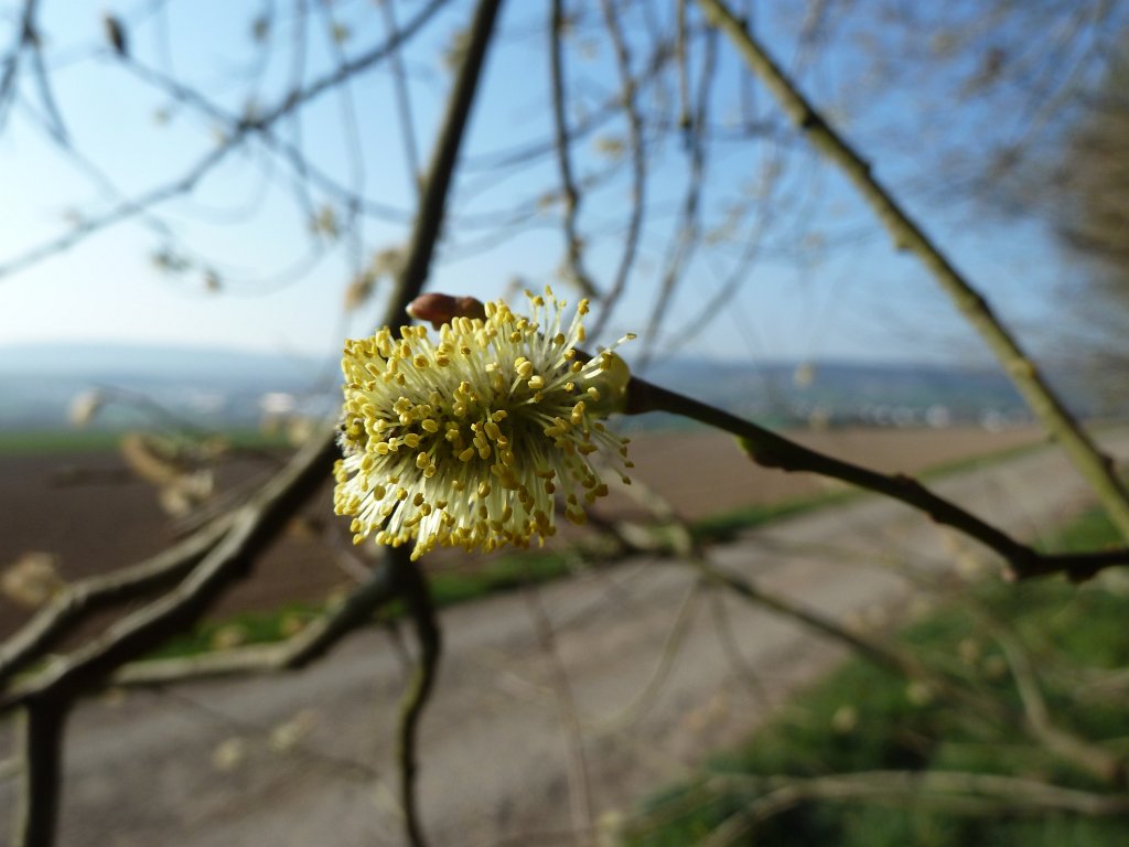 P1110714.JPG - Catkin