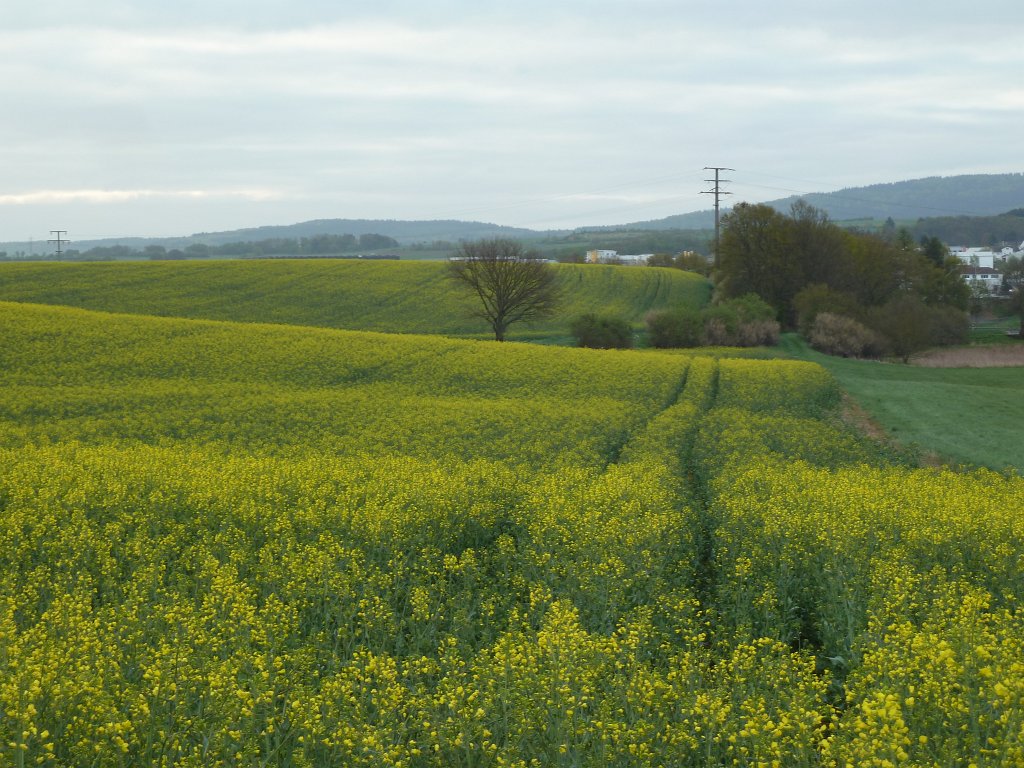 P1110846.JPG -  Rapeseed  fields