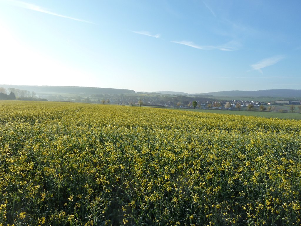 P1110869.JPG -  Rapeseed  fields