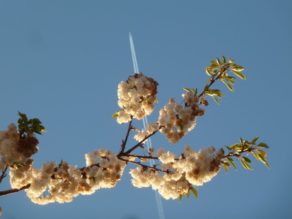 P1110895.JPG - Cherry blossom