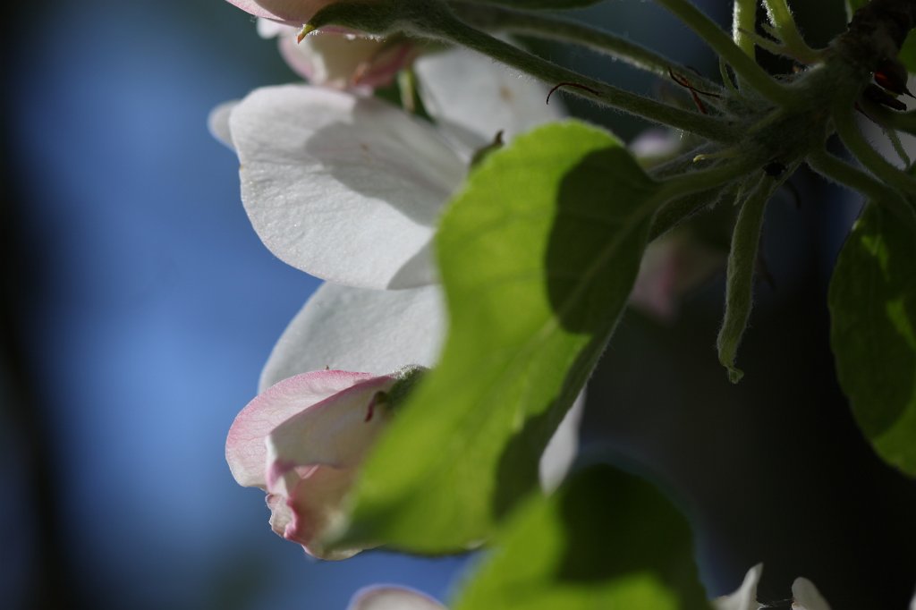 IMG_9685.JPG - Apple blossom