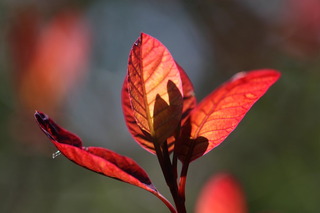 IMG_9702.JPG - Red leaves