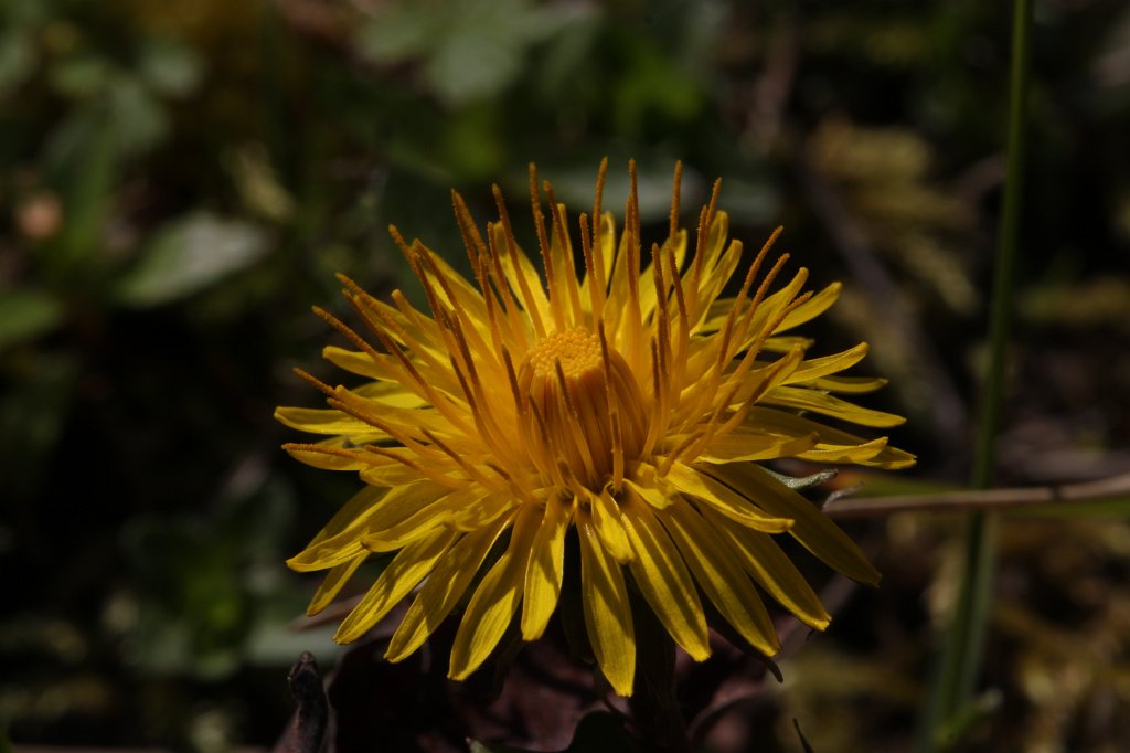 IMG_9707.JPG -  Dandelion 