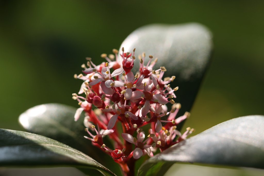 IMG_9741.JPG - Blossom