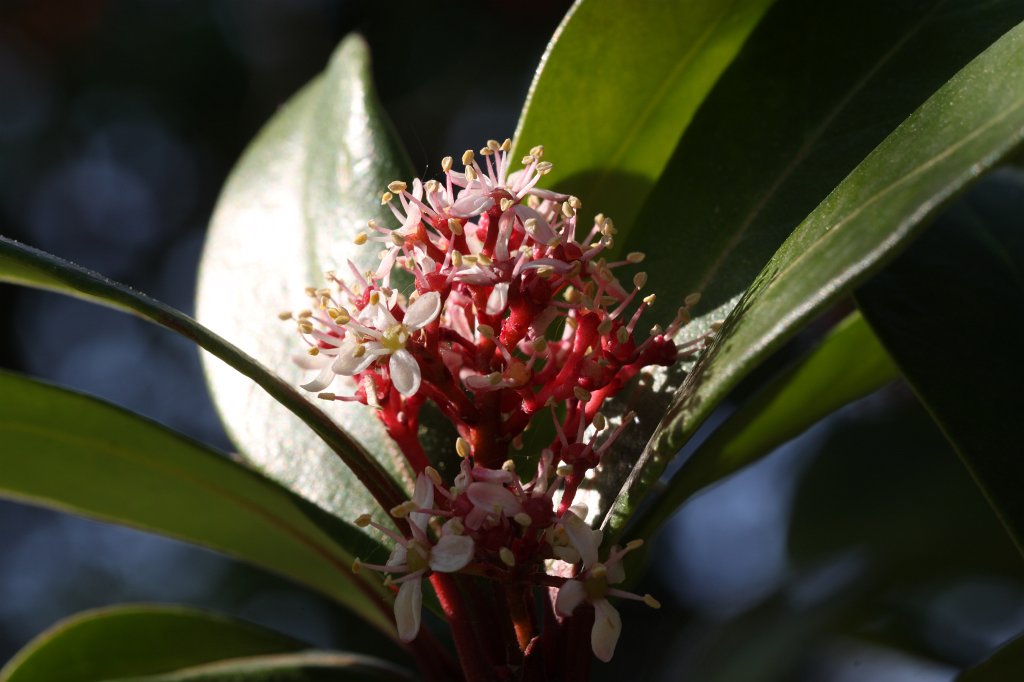 IMG_9753.JPG - Blossom