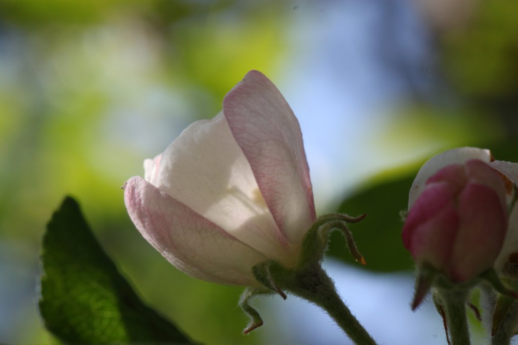 IMG_9761.JPG -  Apple  blossom