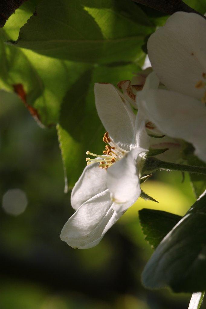 IMG_9766.JPG -  Apple  blossom