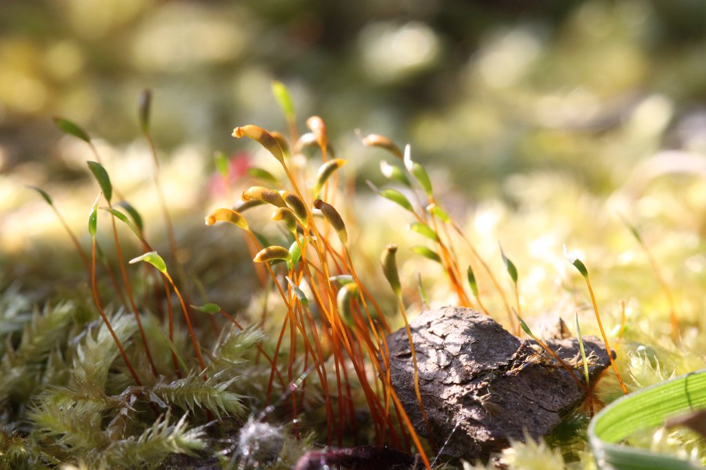 IMG_9773.JPG - Moss