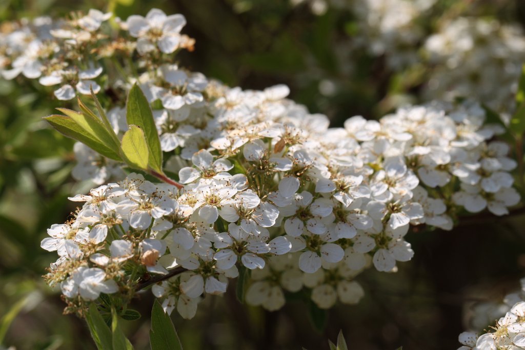 IMG_9776.JPG - Blossom