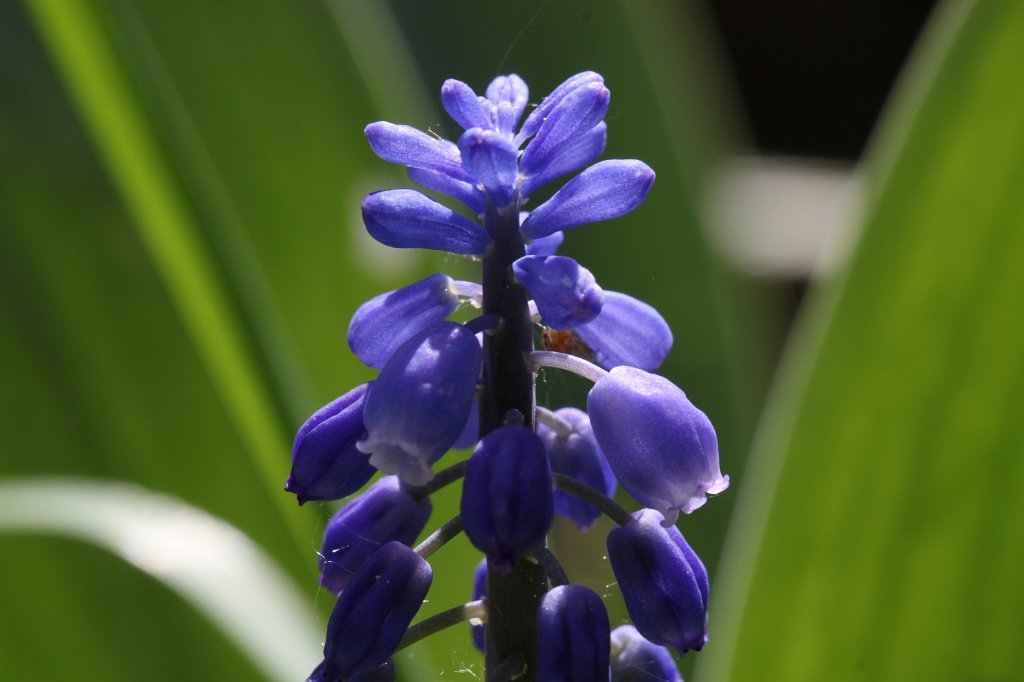 IMG_9807.JPG -  Grape hyacinth 