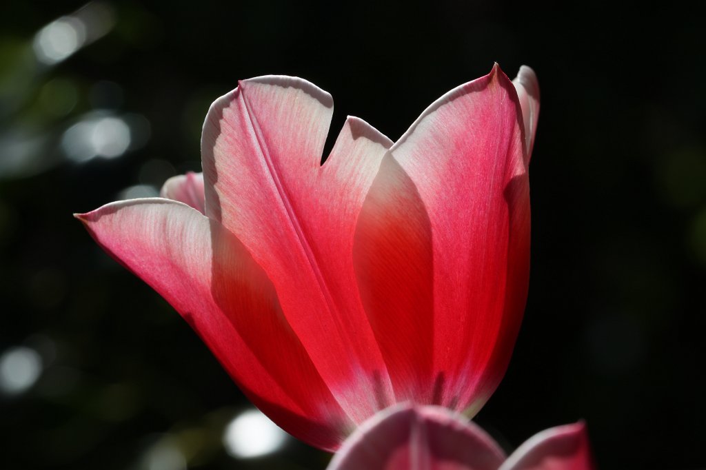 IMG_9816.JPG -  Tulip 