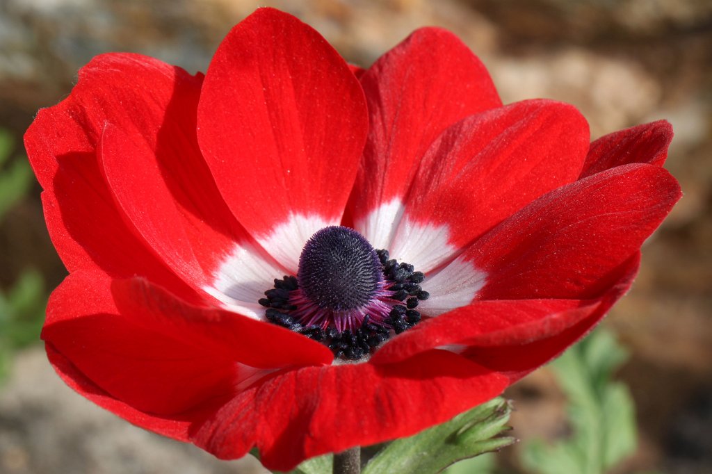 IMG_9825_n.jpg - Flower