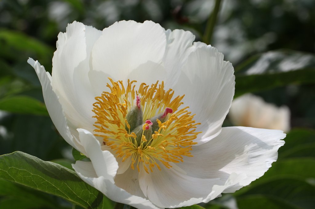 IMG_9827.JPG - Flower