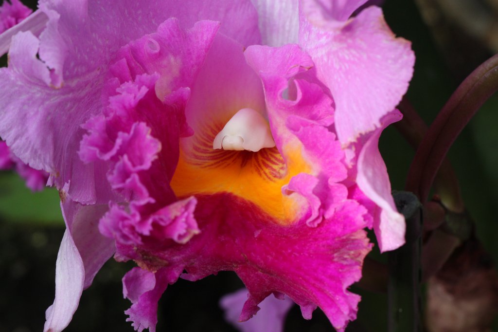 IMG_9858.JPG - Orchid