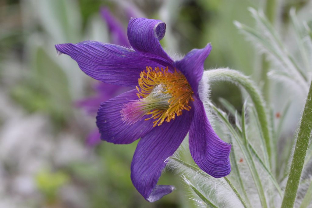 IMG_9867.JPG -  Pulsatilla  ( Kuhschelle )
