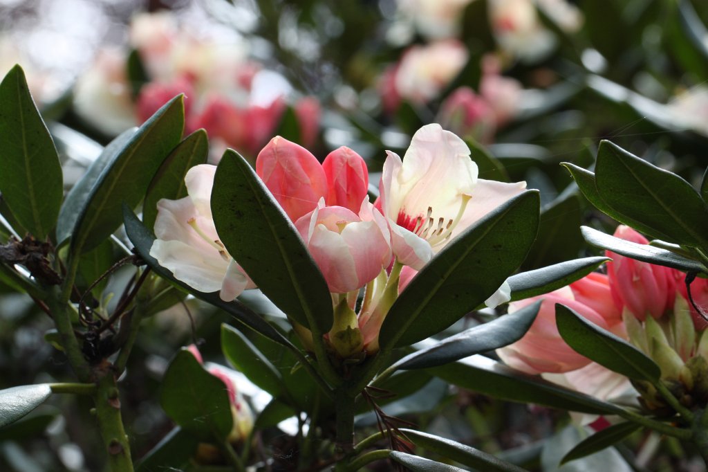 IMG_9882.JPG -  Rhododendron 