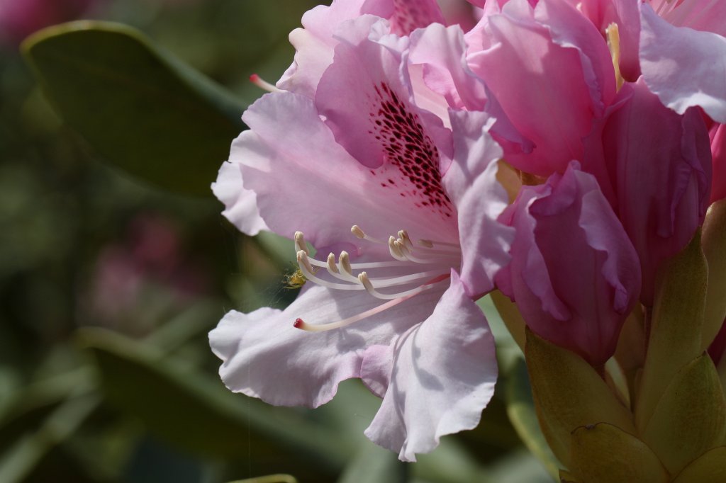 IMG_9886.JPG -  Rhododendron 