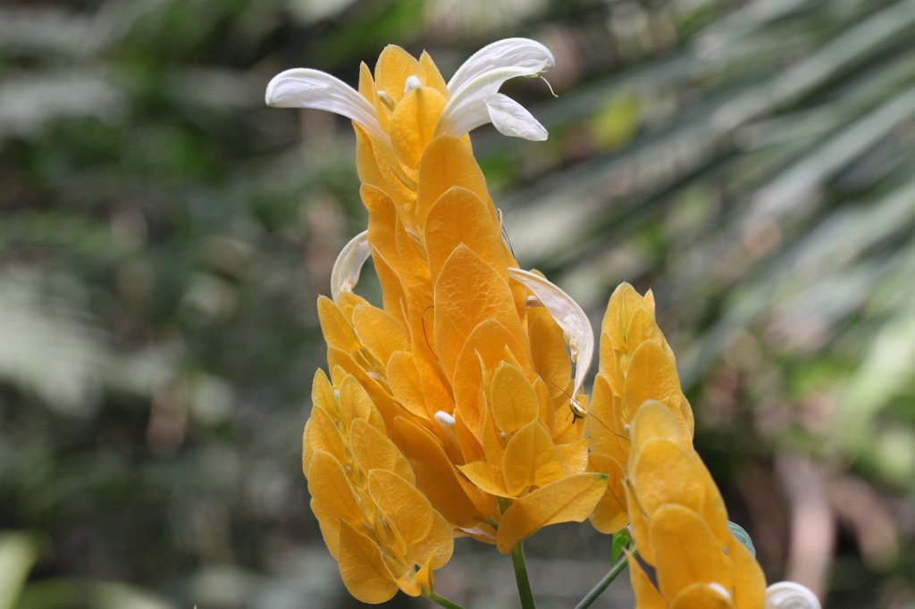 IMG_9897.JPG - Pachystachys lutea