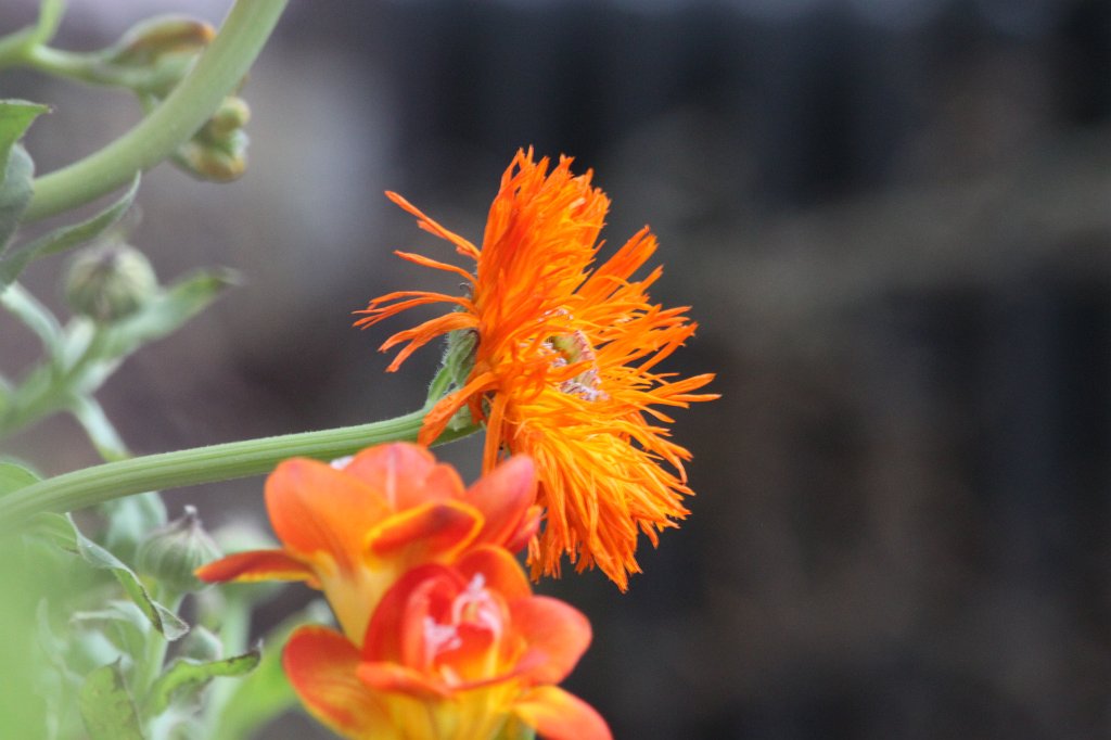 IMG_9924.JPG - Flower