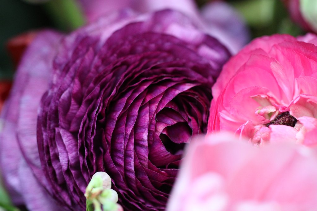 IMG_9932.JPG - Flower