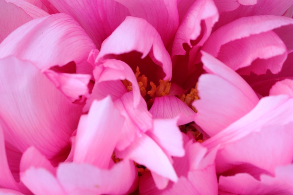 IMG_9943.JPG -  Peony 