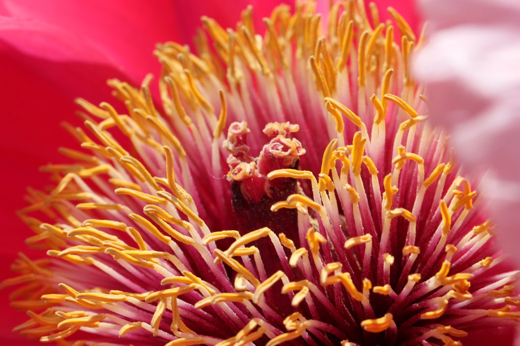 IMG_9947.JPG -  Peony 