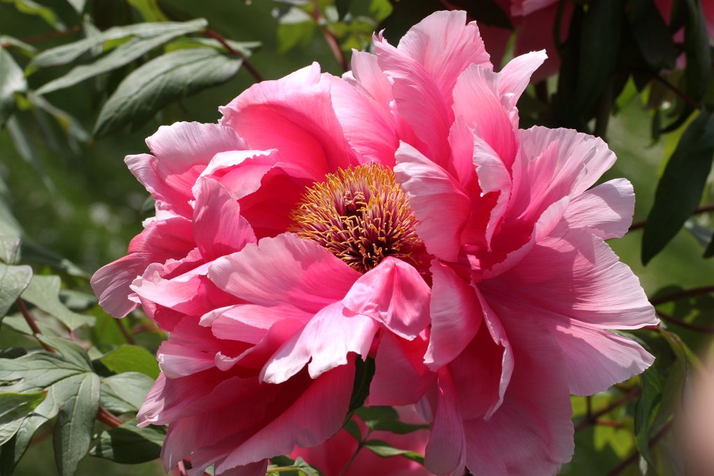 IMG_9948.JPG -  Peony 