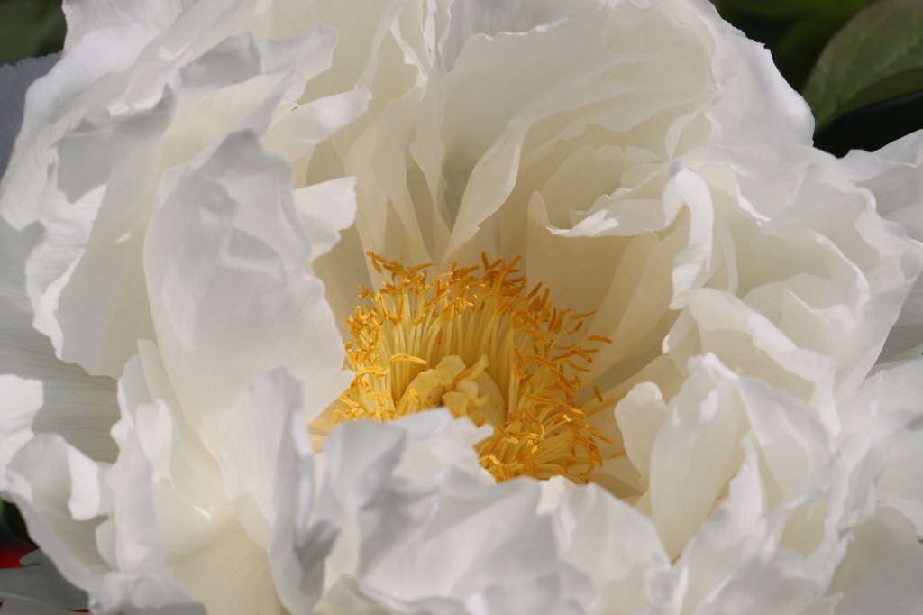 IMG_9954.JPG -  Peony 