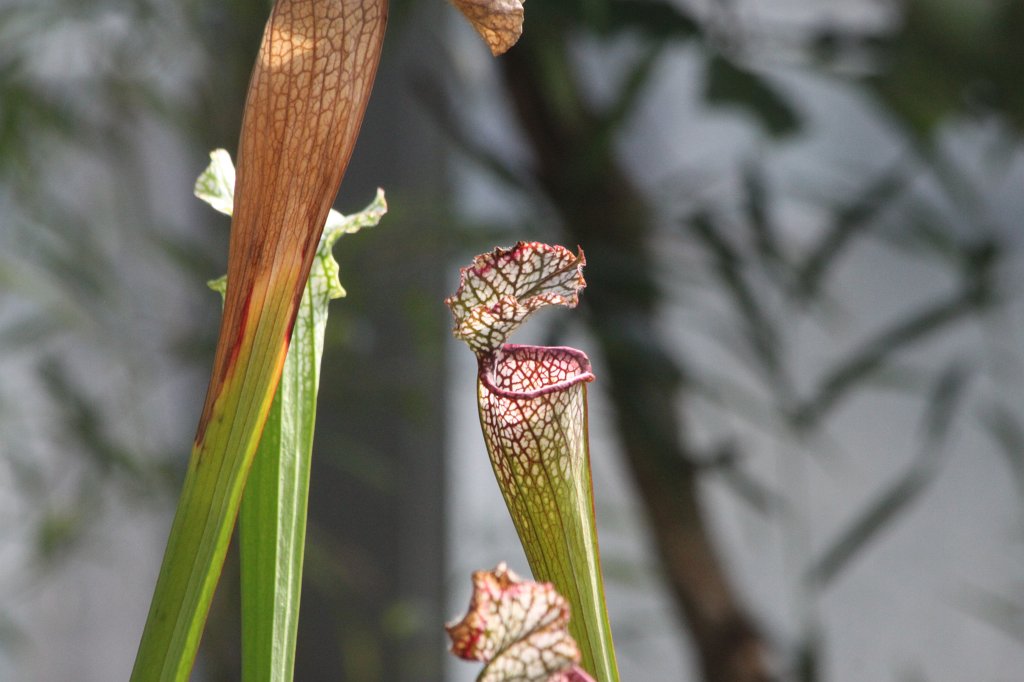 IMG_9961.JPG -  Sarracenia 