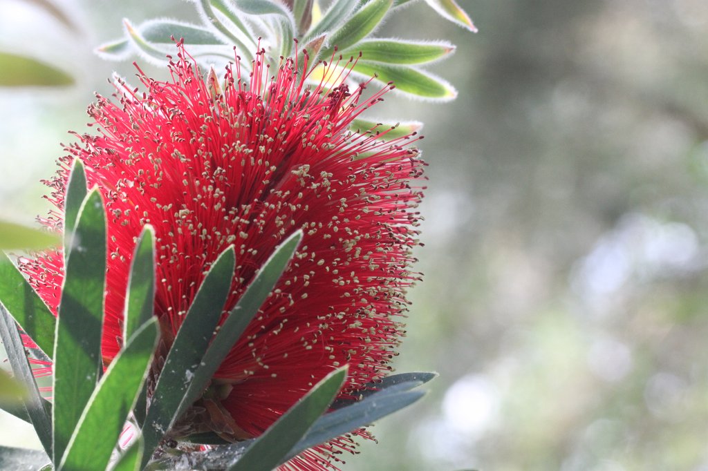 IMG_9967.JPG -  Callistemon citrinus 