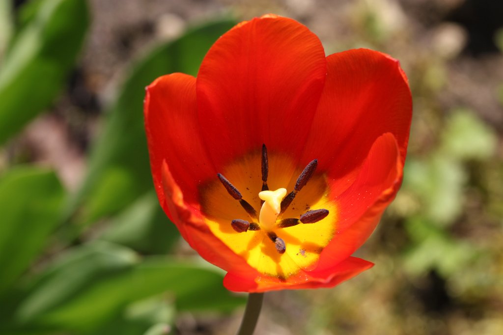 IMG_9997.JPG - Red  Tulip 