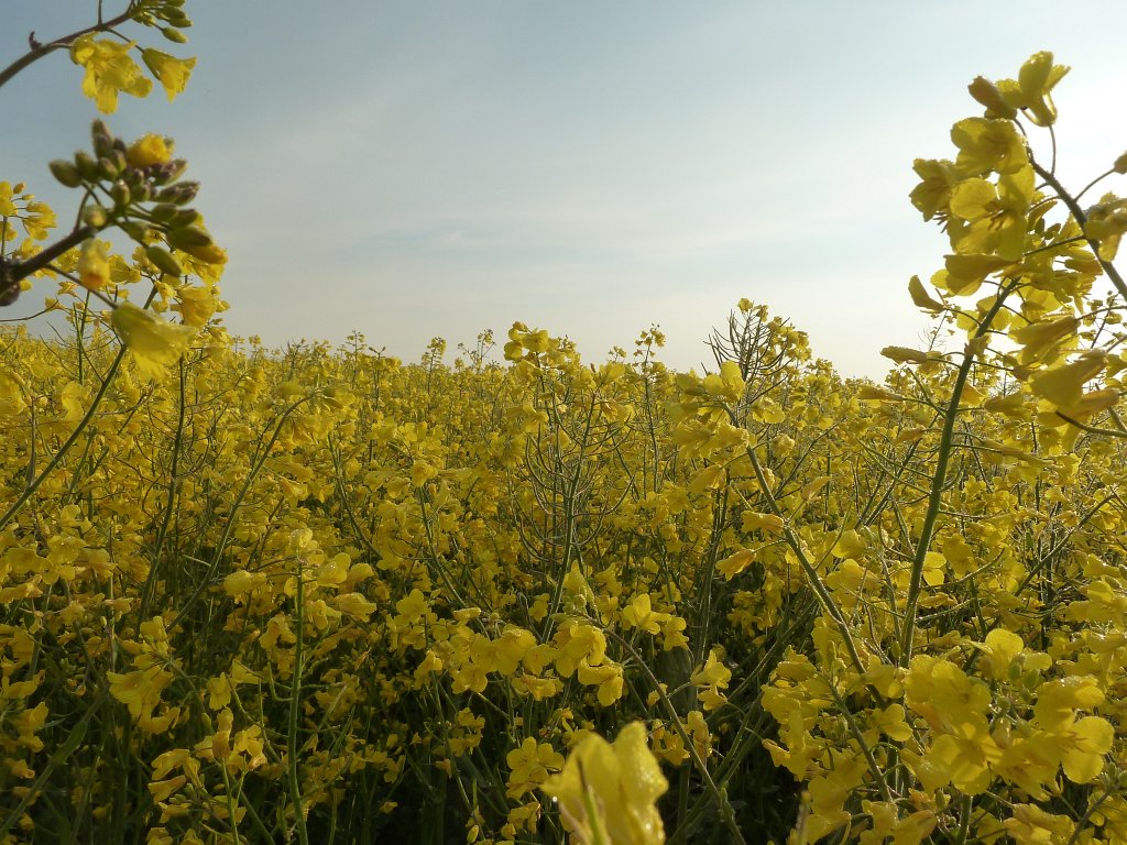 P1120012.JPG - Rapeseed field