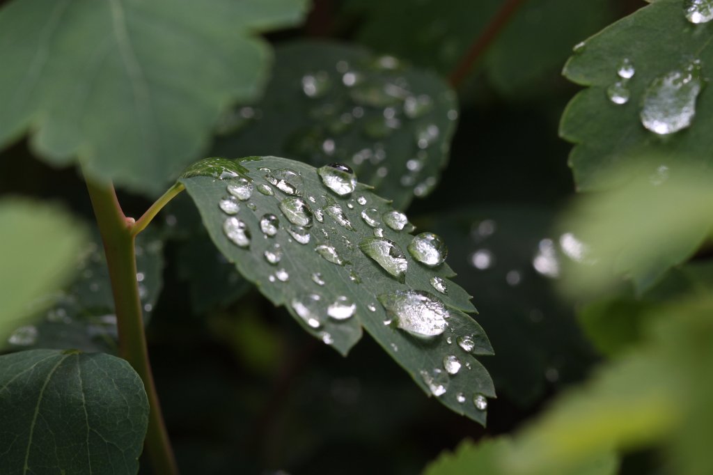IMG_0076.JPG - Drops on leaf